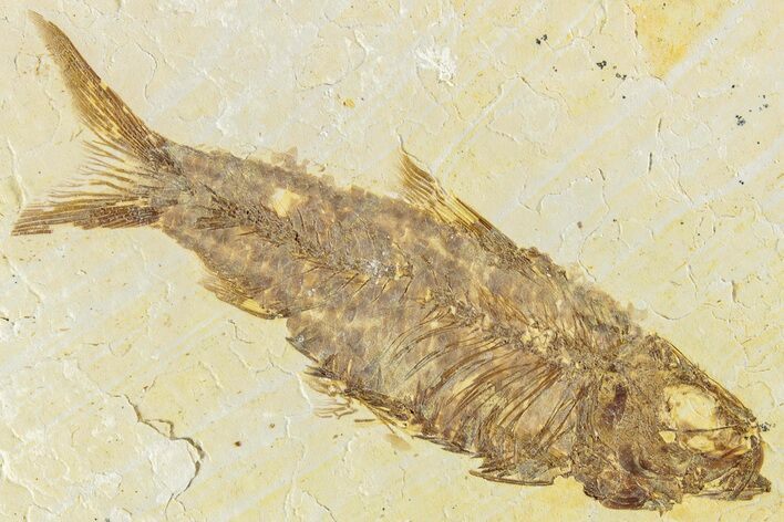 Fossil Fish (Knightia) - Green River Formation #233124